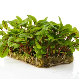 Микрозелень щавеля XXL